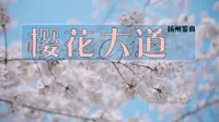 扬州鉴真路樱花大道