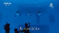 【中国大陆广告】长隆度假区广告（2026春日篇）