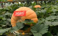 366斤的大南瓜你见过吗——寿光蔬菜博览会之旅，好多游学的