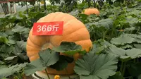 366斤的大南瓜你见过吗——寿光蔬菜博览会之旅，好多游学的