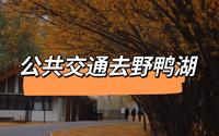 【没看到鸭子，阴天下雨的野鸭湖还能去吗？】公共交通去京郊：野鸭湖国家湿地公园