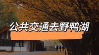 【没看到鸭子，阴天下雨的野鸭湖还能去吗？】公共交通去京郊：野鸭湖国家湿地公园