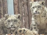 3.17小雪豹们下午活动玩耍记录，cr.西藏野生动物保护园直播录屏