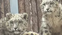 3.17小雪豹们下午活动玩耍记录，cr.西藏野生动物保护园直播录屏