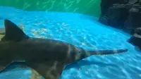 上海海洋水族馆之旅