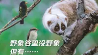 野象谷没大象，鸟倒是不少嘞 | 观鸟Vlog
