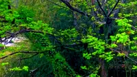 景德镇陶瓷发祥地，瑶里古镇