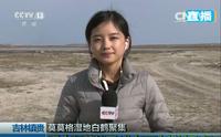 王冰冰带你了解 吉林镇赉 莫莫格湿地 白鹤 （目前找到的应该是最早的新闻）