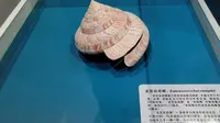 Vlog-青岛贝壳博物馆