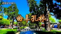 曲阜孔林