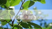 一年一度的天女木兰花开放了，植物界的大熊猫，植物界的活化石#秦皇岛祖山#祖山风景区#秦皇岛天女木兰节