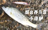 【游钓VLOG 122】烟台养马岛路亚小海鲈，为什么大海鲈都在南方