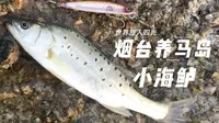 【游钓VLOG 122】烟台养马岛路亚小海鲈，为什么大海鲈都在南方