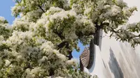 三坊七巷，衣锦坊流苏花开