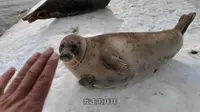 一个人霸占海豹湾，十几只海豹陪我玩