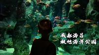 成都海昌极地海洋公园游玩VLOG，这应该是B站做的最好的海昌非官方视频之一