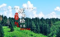 内蒙古第二届短视频大赛 参赛作品展映——樟子松的故乡：红花尔基的绿色崛起
