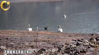兰州西固区达川镇三河口天鹅滩2019记录片