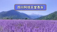四川阿坝天堂香谷