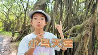 到巴金笔下的小鸟天堂，体验“独木成林”的生态奇观！堪称植物界的奇迹！