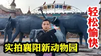 实拍襄阳新动物园，看动物轻松愉快，有些动物挺可爱的，儿子手差点被猴子抓了