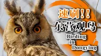 速刷! 山东东营黄河口湿地, 记录我一日邂逅的野生鸟类!
