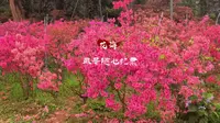 老门东的花海密园
