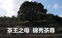 云南凤庆县，寻找3200年树龄的茶树王，探访中国滇红第一村安石村