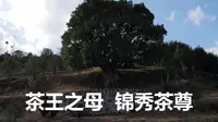 云南凤庆县，寻找3200年树龄的茶树王，探访中国滇红第一村安石村