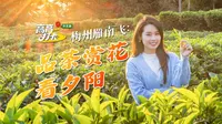 高高逛广东 打卡百千万｜梅州雁南飞：品茶赏花看夕阳