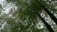 长沙县紫竹山山顶