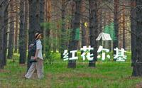 红花尔基樟子松国家森林公园～距离海拉尔120公里左右，国内唯一集中连片的沙地樟子松林带