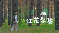 红花尔基樟子松国家森林公园～距离海拉尔120公里左右，国内唯一集中连片的沙地樟子松林带