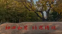 暑期社会实践_线上参观乌鲁木齐市烈士陵园