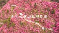 【4K60帧】武汉黄陂木兰云雾山杜鹃花海 | 旅游航拍