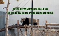 呼和浩特野生动物园半日游，来看看这里的大熊猫吃得咋样