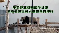 呼和浩特野生动物园半日游，来看看这里的大熊猫吃得咋样