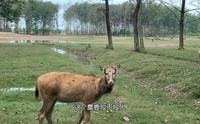 去不了日本，就来大丰看看可爱的麋鹿吧。中华麋鹿园（上）