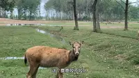 去不了日本，就来大丰看看可爱的麋鹿吧。中华麋鹿园（上）