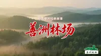 地名里的红色故事：善洲林场
