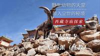 尼果寺，野生动物栖息的天堂。僧人“丢丢丢”喂藏马鸡，惹众人大笑；黄昏转尼果神山，险象环生。
