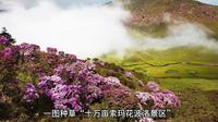 513430A01十万亩索玛花波洛景区（5月中下旬杜鹃花）