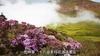 513430A01十万亩索玛花波洛景区（5月中下旬杜鹃花）