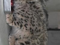 西藏野生动物保护园救助的三只小雪豹