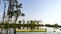 成都青白江凤凰湖湿地公园，一步一景，每处都是打卡胜地！