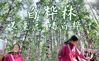 第七日 白桦林景区喂麋鹿