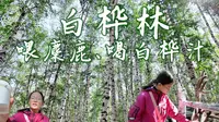 第七日 白桦林景区喂麋鹿