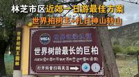 99%的人都会一脚油门错过的3238年的林芝世界柏树王