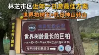 99%的人都会一脚油门错过的3238年的林芝世界柏树王