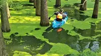 杭州青山湖水上森林实拍|附攻略